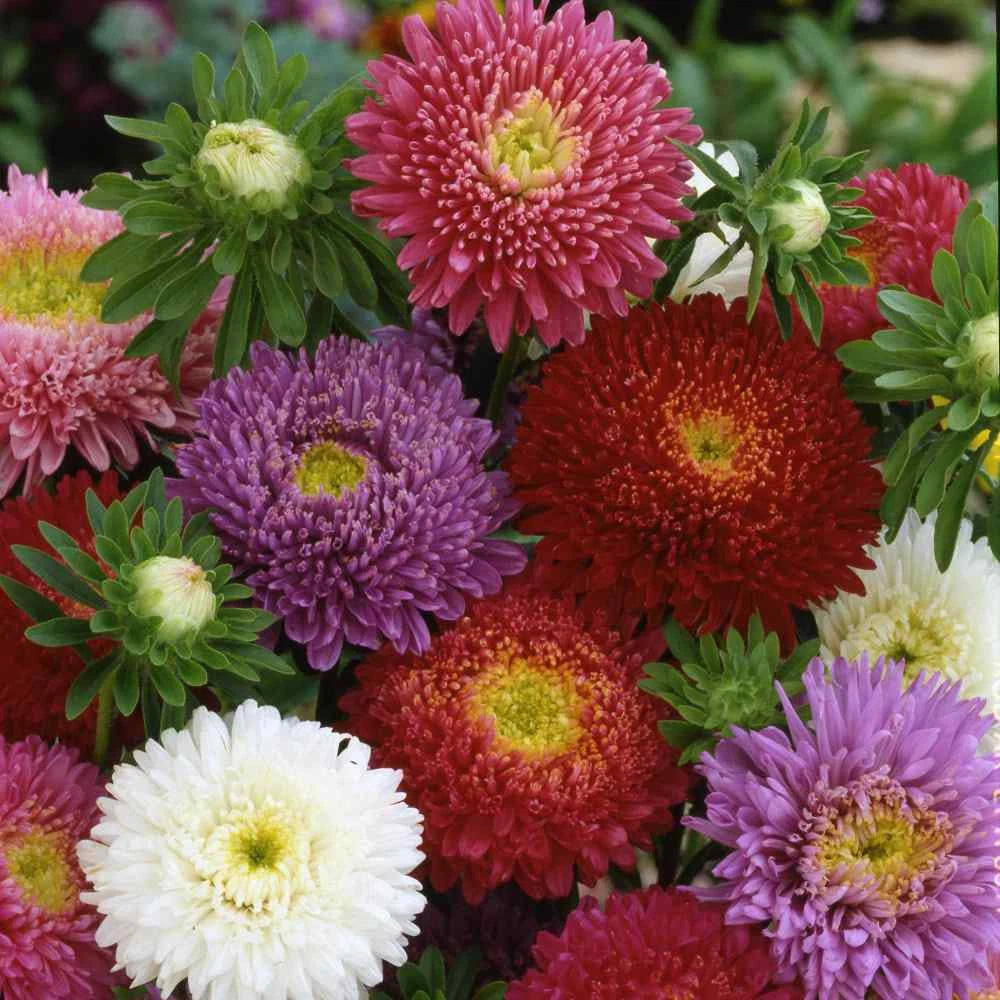 Aster Seeds - DWARF MILADY Mix, 5 Colors, Non-GMO, 50 Seeds, Flowering Plants, Perfect for Gardens and Containers