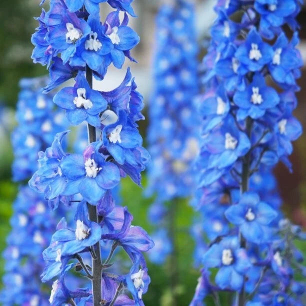 50 Blue Bird Delphinium Seeds - Perennial Garden Flower - Delphinium elatum - USA Grown Bloom Seeds
