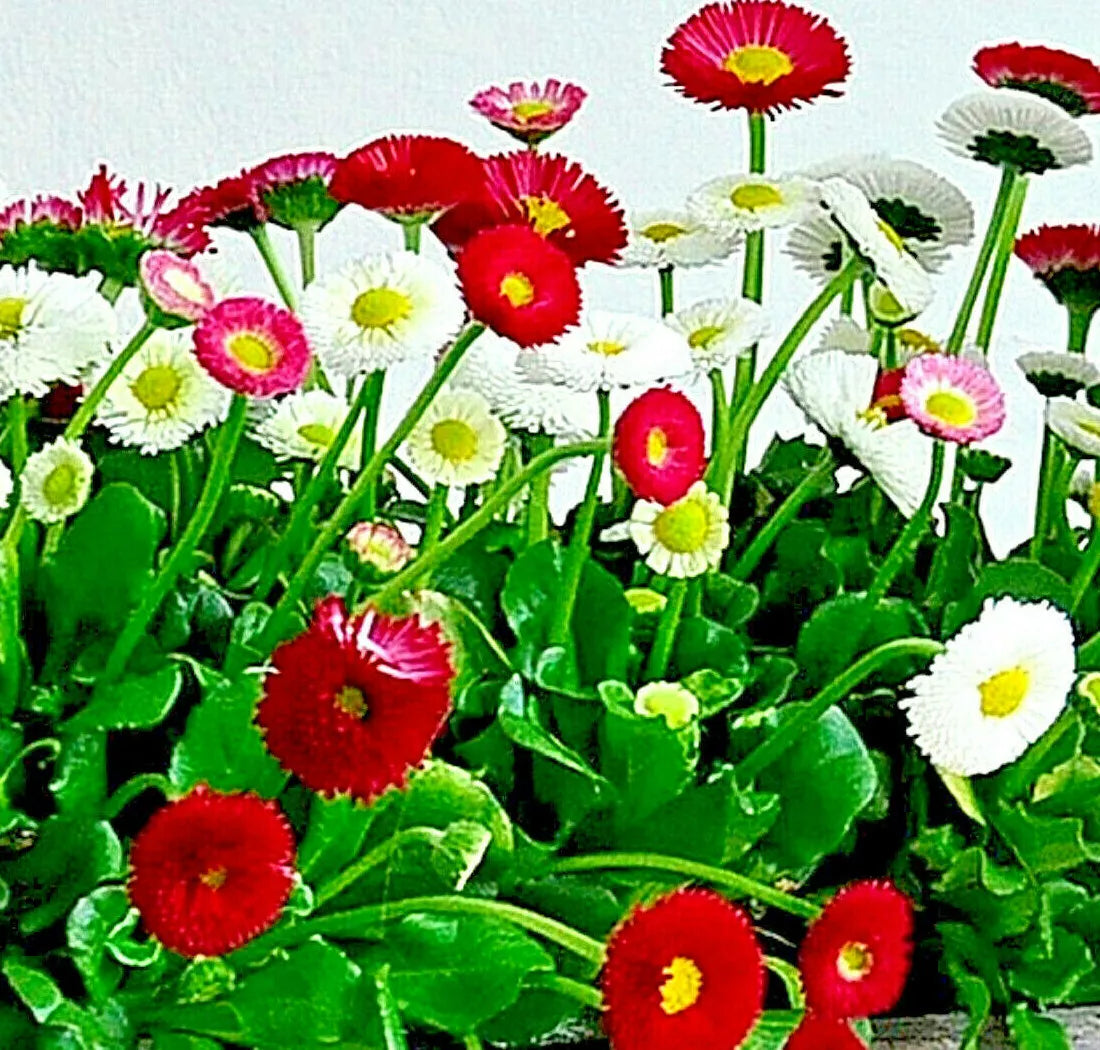 Bellis Perennis Super Enorma Flower Seeds - 200 Mixed English Daisy Seeds | Medicinal Plant