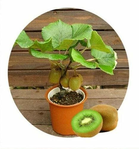 Bonsai Kiwi Tree Seeds | 50 Seeds | Actinidia chinensis | Kiwi Planting Seeds for Home Garden
