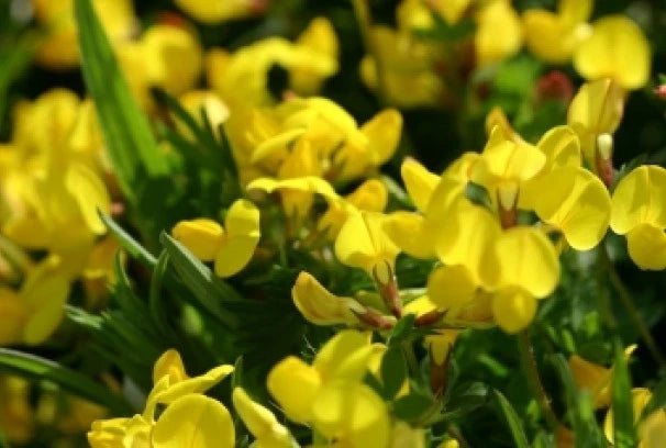 Bird's Foot Trefoil Seeds - 100 Fresh Seeds - Lotus corniculatus - Free Shipping