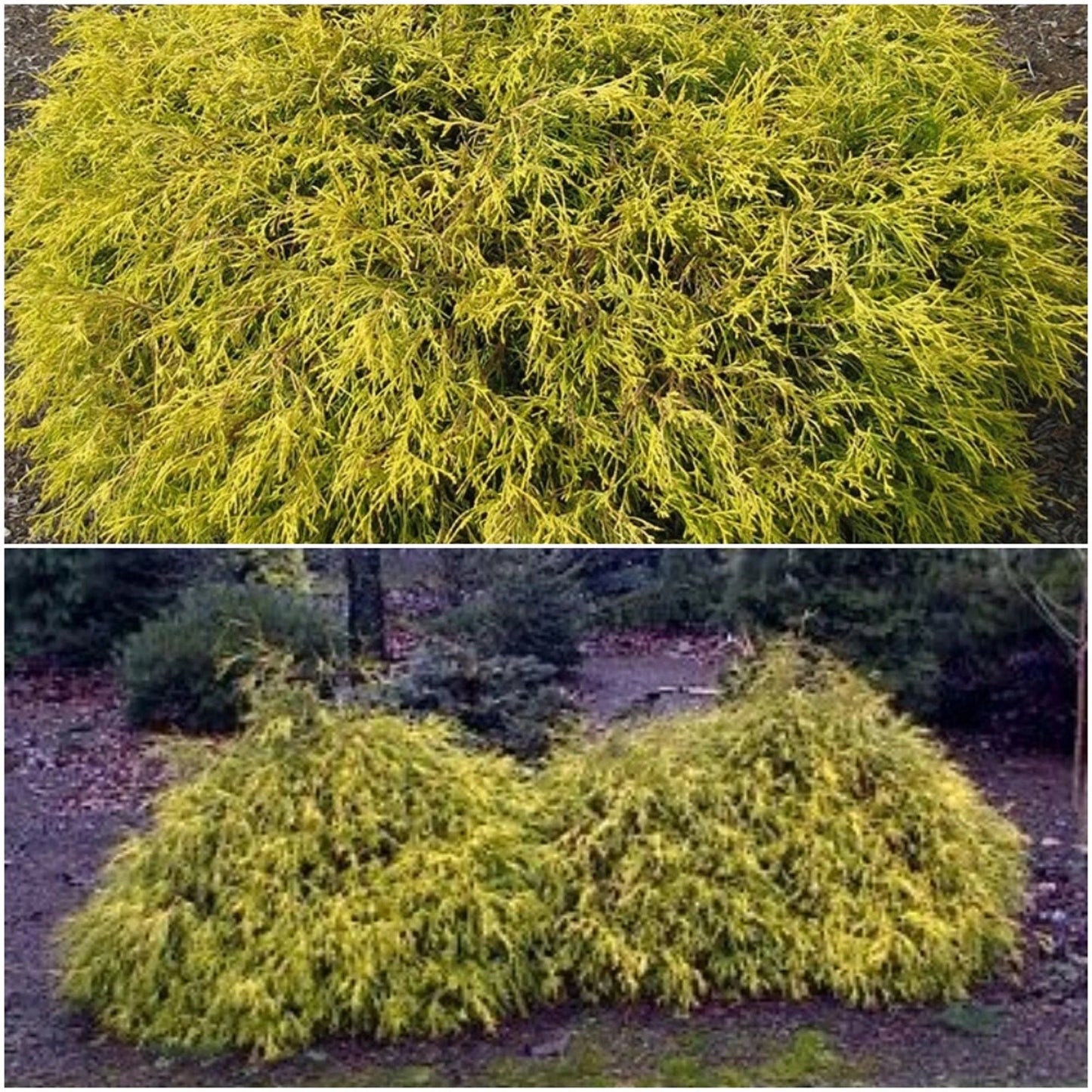 Golden Mop False Cypress Live Plant 6+ Inches Chamaecyparis pisifera Evergreen Shrub