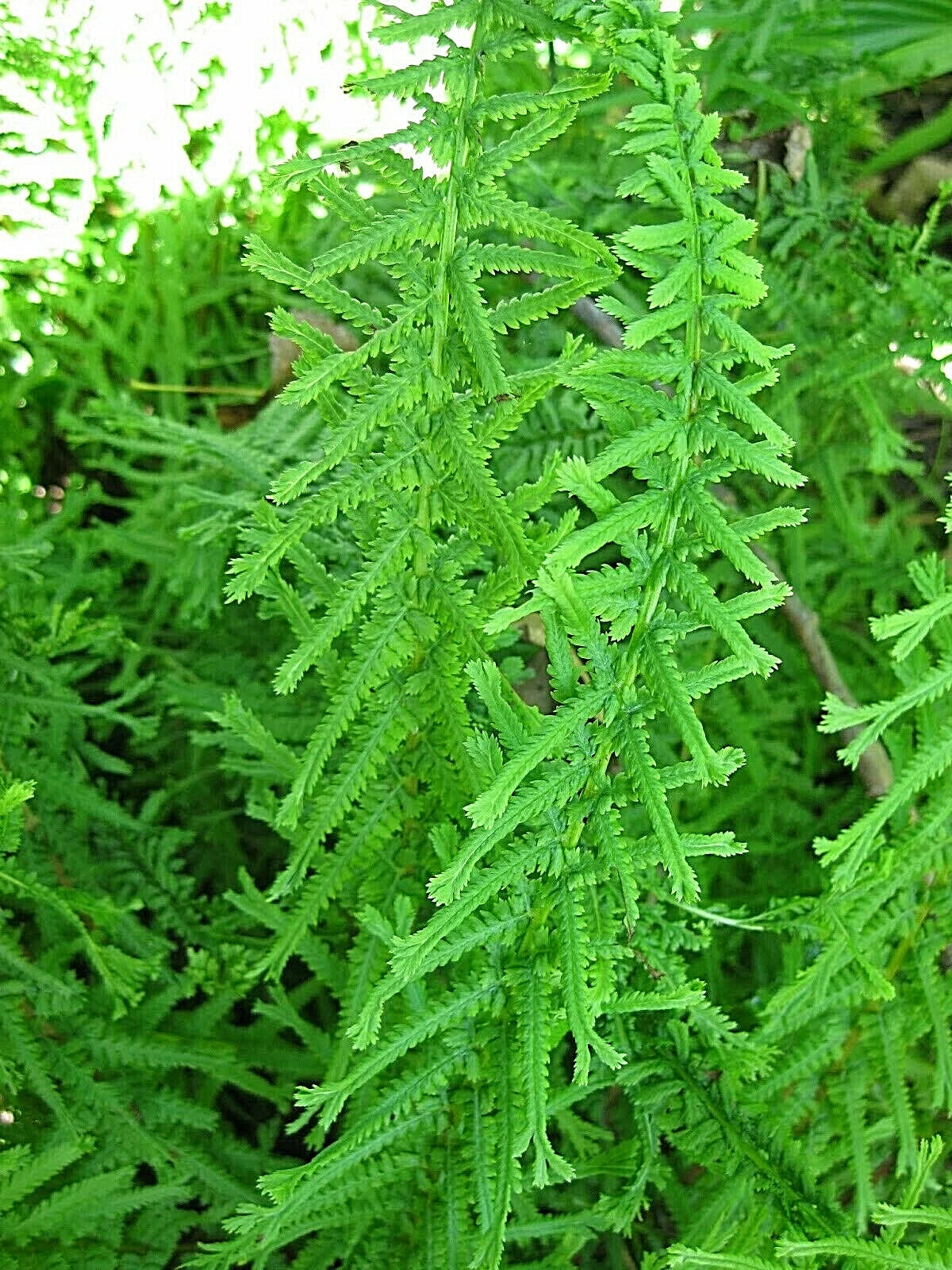 fern plant seeds Dre's Dagger Fern Seeds 1001 Spores, Victoria Fern, Hardy Fern, USA Se – Jayme Garden