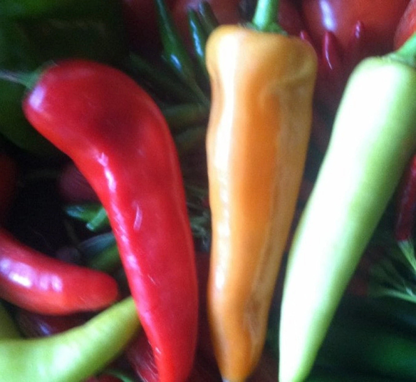 Sweet Banana Pepper Seeds - Non-GMO 100+ Seeds - Hot Pepper Variety - Capsicum annuum