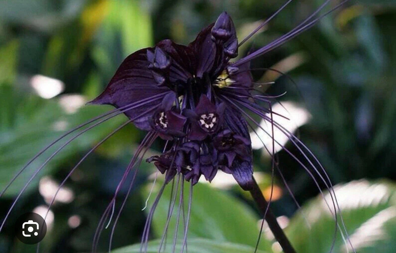 Black Bat Flower Plant - Small Rooted Starter - Tacca chantrieri - Unique Black Lily Variety