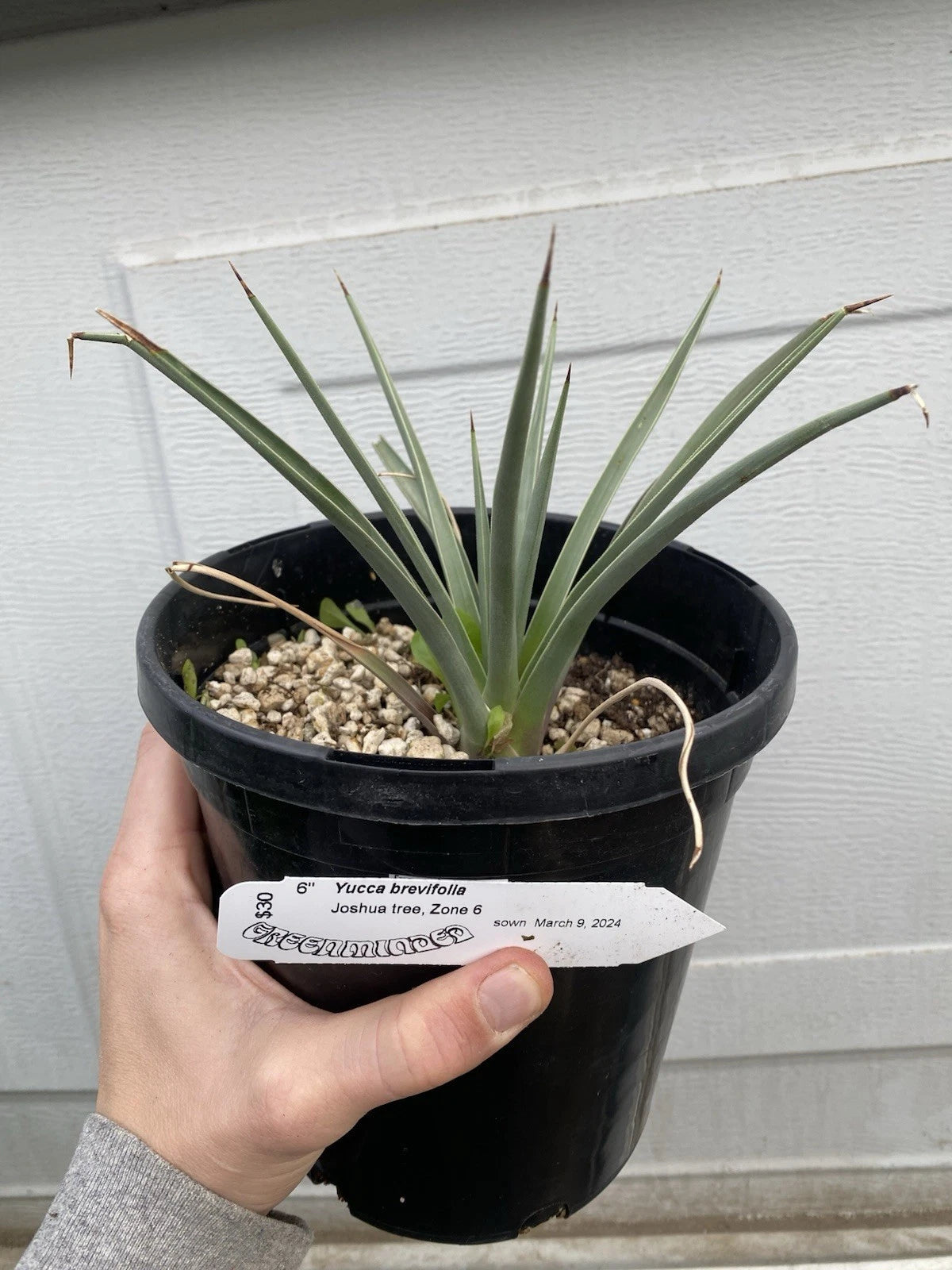 Joshua Tree Live Plant - 1 Gallon - Yucca Brevifolia, Seed Grown, Bareroot