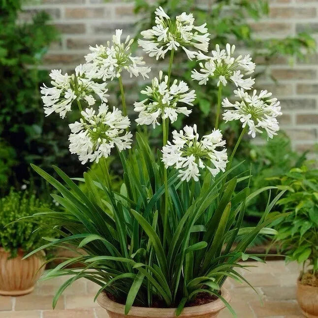 Agapanthus Seeds - 40 White Lily of the Nile Seeds - African Lily - 2024 USA