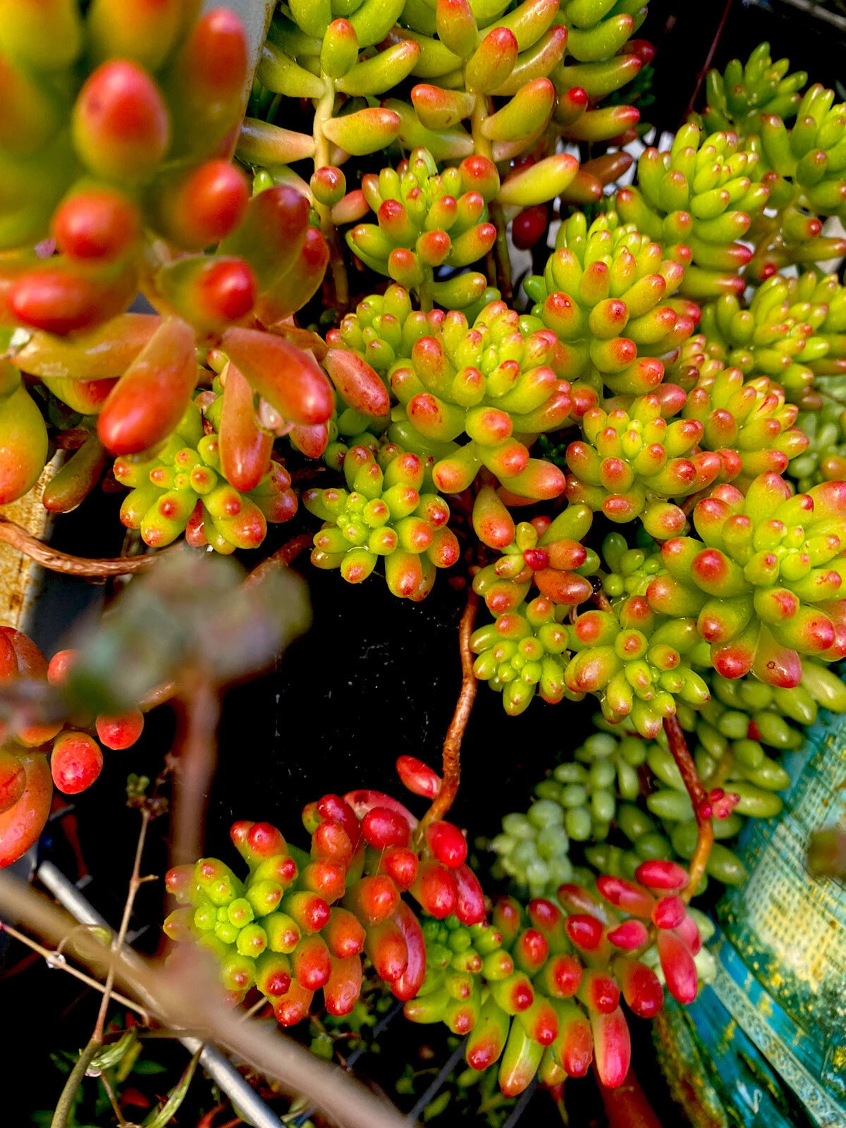 pork and beans succulent plant Sedum Rubrotinctum 'Pork & Bean' Jelly Beans Succulents - Variegated Cuttings, 6 Pack