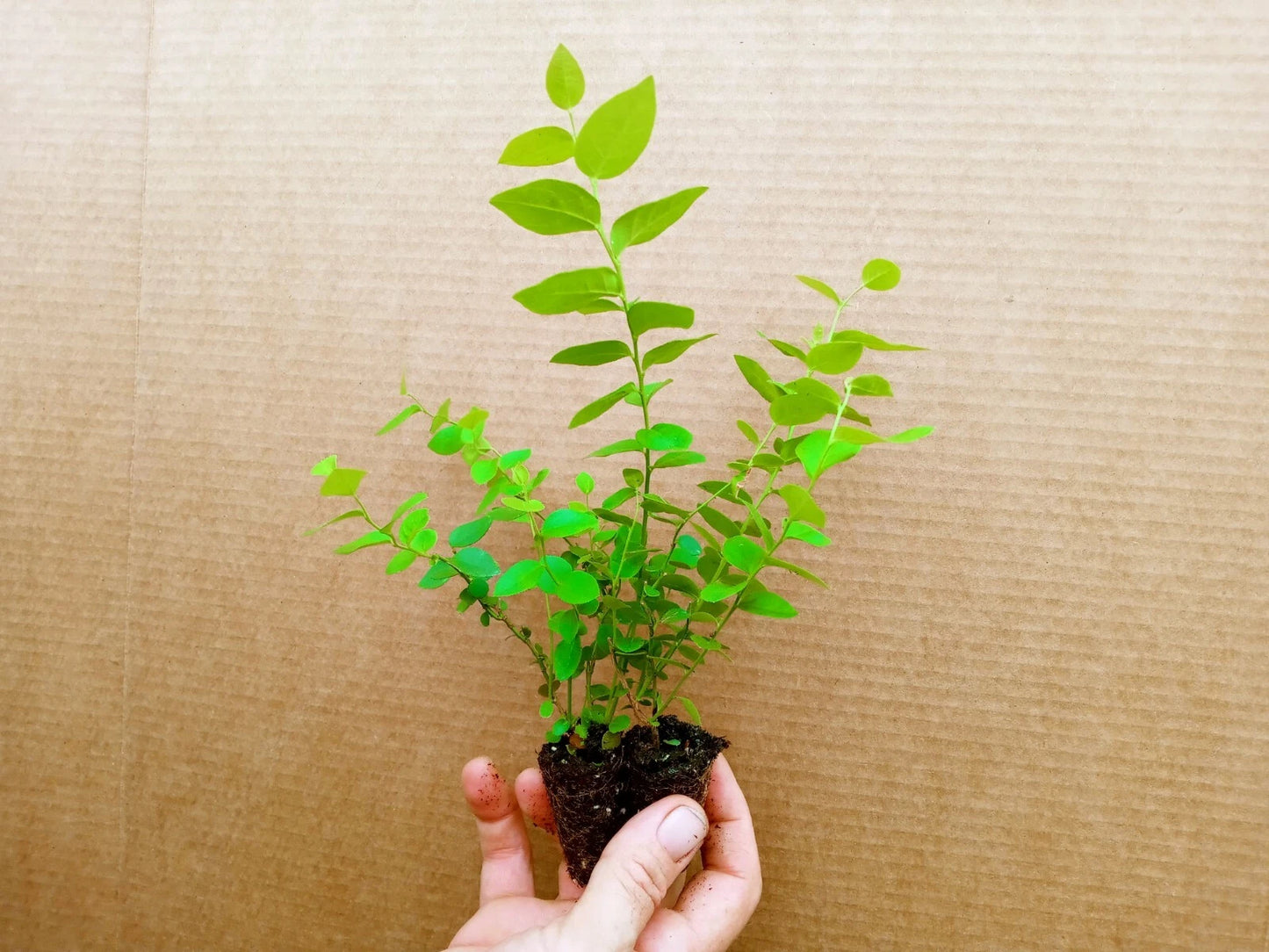 Blueberry Starter Plant 2-Pack Biloxi Variety Vaccinium corymbosum Healthy Live Plants