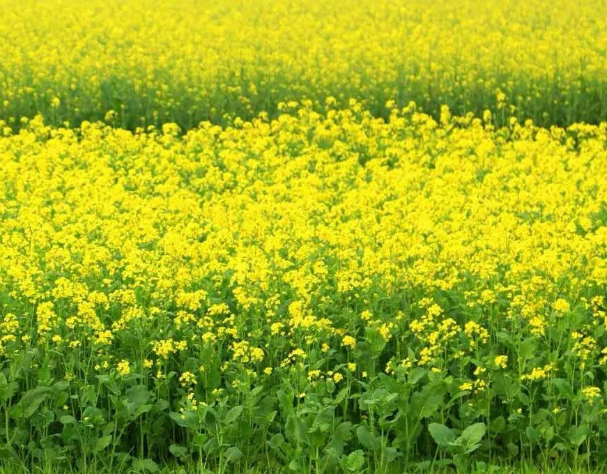 Black Mustard Seeds 1000++ Non-GMO Heirloom Brassica Nigra - Organic Plant Seeds for Growing