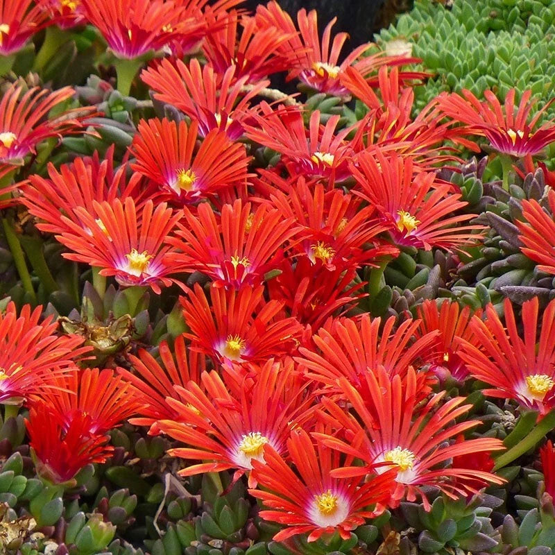 red flowering succulent ground cover Red Ice Plant Live Succulent Ground Cover – 1 Pot (1 Clump) – Delosper – Jayme Garden