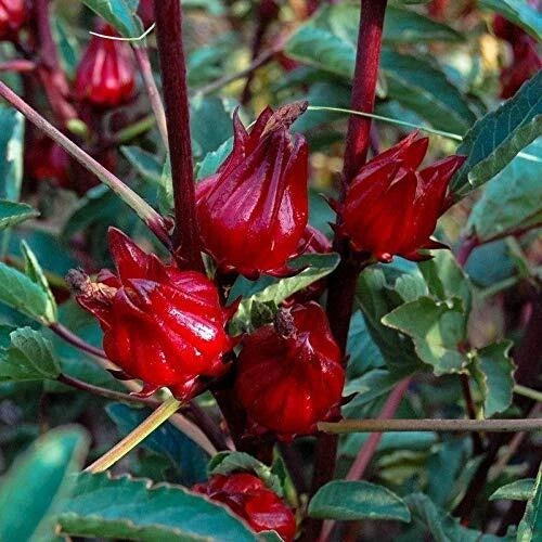 Thai Roselle Seeds - 25 Seed Packet