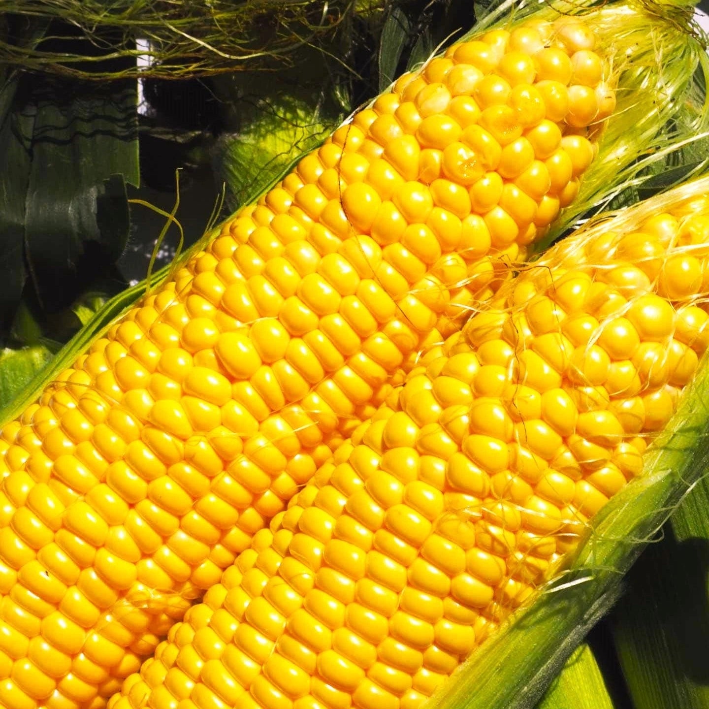 Jubilee Sweet Corn Seeds - Golden Yellow Hybrid - Popular Variety for 2025 Planting - Zea mays