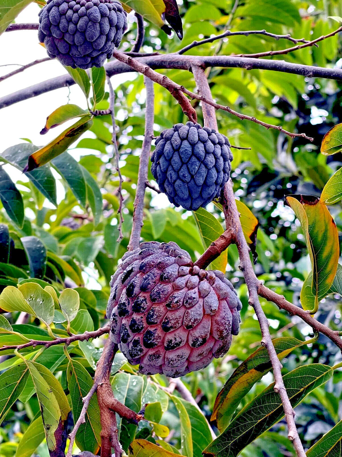 Thai Purple Sugar Apple Tree Seeds - 10 Count, Annona squamosa, Rare Sweetsop Fruit Plant, Tropical Gardening