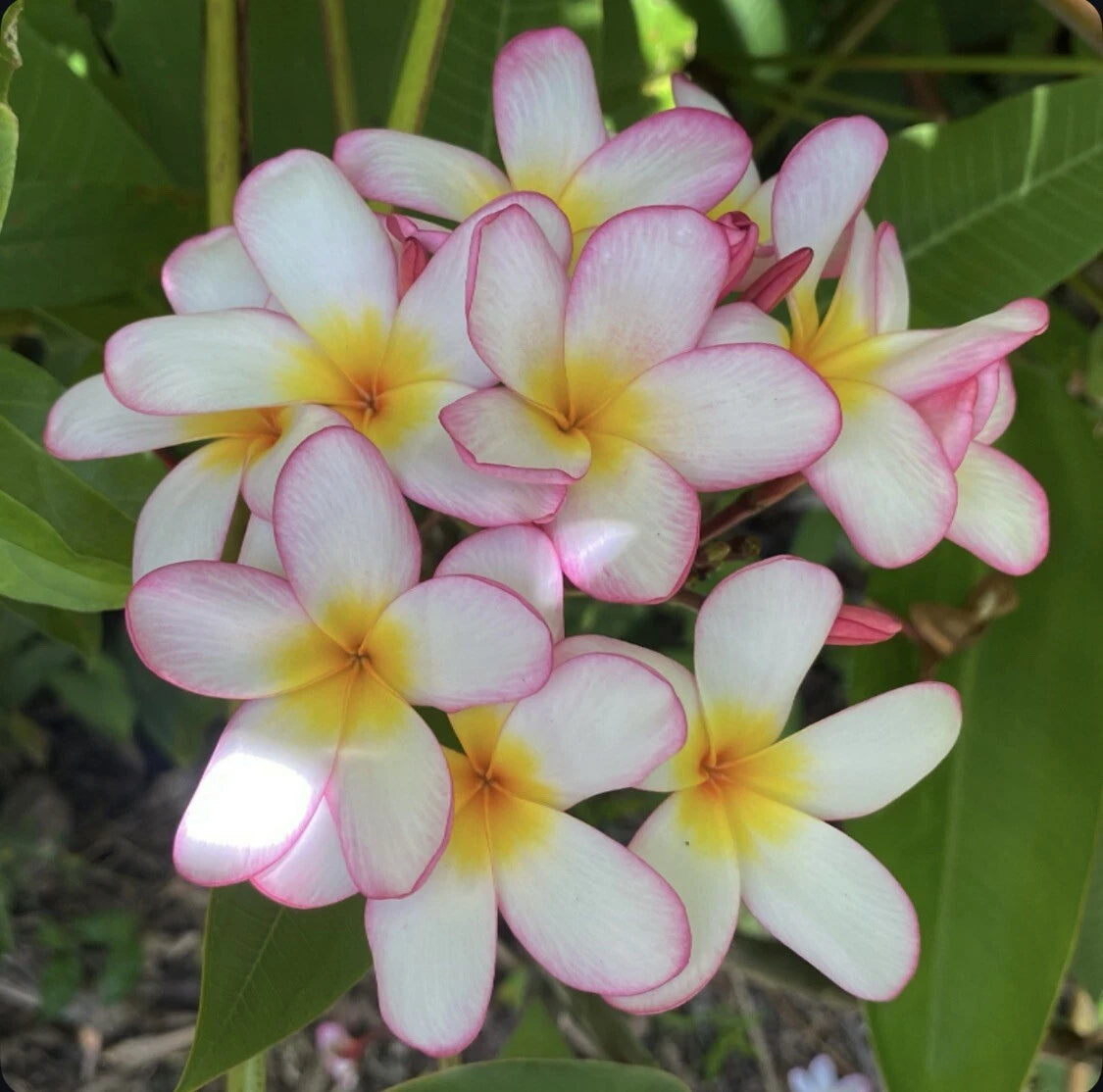 plumeria obtusa plant Rooted Plumeria Plant Cutting 18