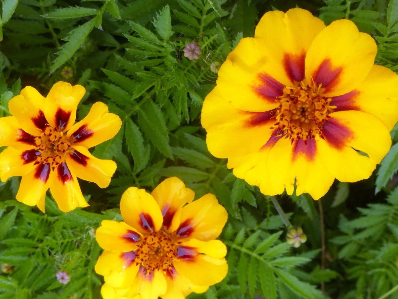 marigold varieties seeds French Marigold Seeds, Dainty Marietta Variety, Attracts Butterflies & –  Jayme Garden