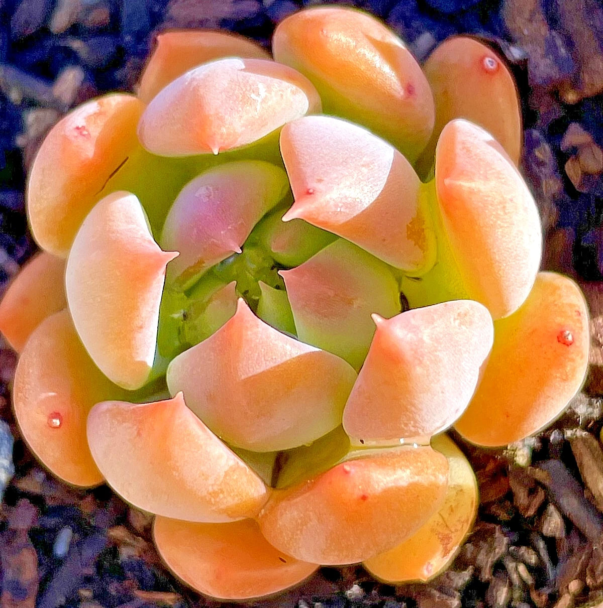 sedeveria dark elf succulent Sedeveria Dark Elf Succulent Plant - 1-Inch Rare Fully Rooted Easy Care