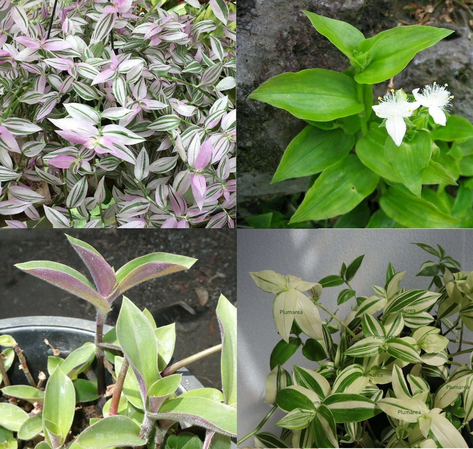 indoor plants combo Wandering Jew House Plant Combo Assortment - Tradescantia Zebrina & Pallida