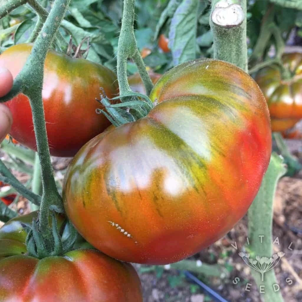 robinsons seeds and plants Paul Robinson Tomato Seeds - Heirloom Organic NON-GMO - Rare Variety
