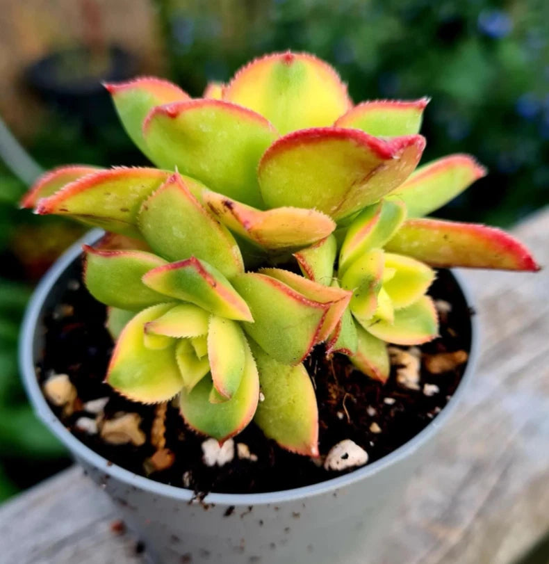 Crassula Sarmentosa Succulent Live Plant 2 Inch - Ideal for Home Office  Garden Decor