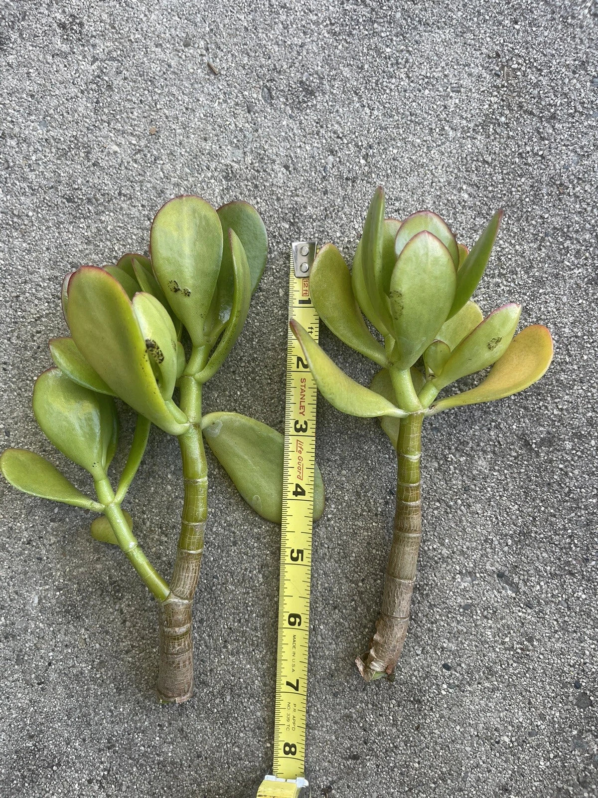 jade plant indoor low light Thick Cutting Jade Plant Succulent 4"-6" Crassula ovata