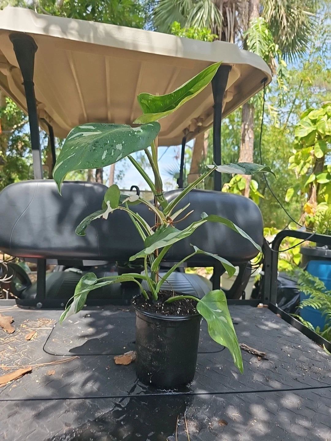 philodendron mature XL Philodendron White Wizard Plant 6" Pot Variegated Philodendron, Mat – Jayme Garden