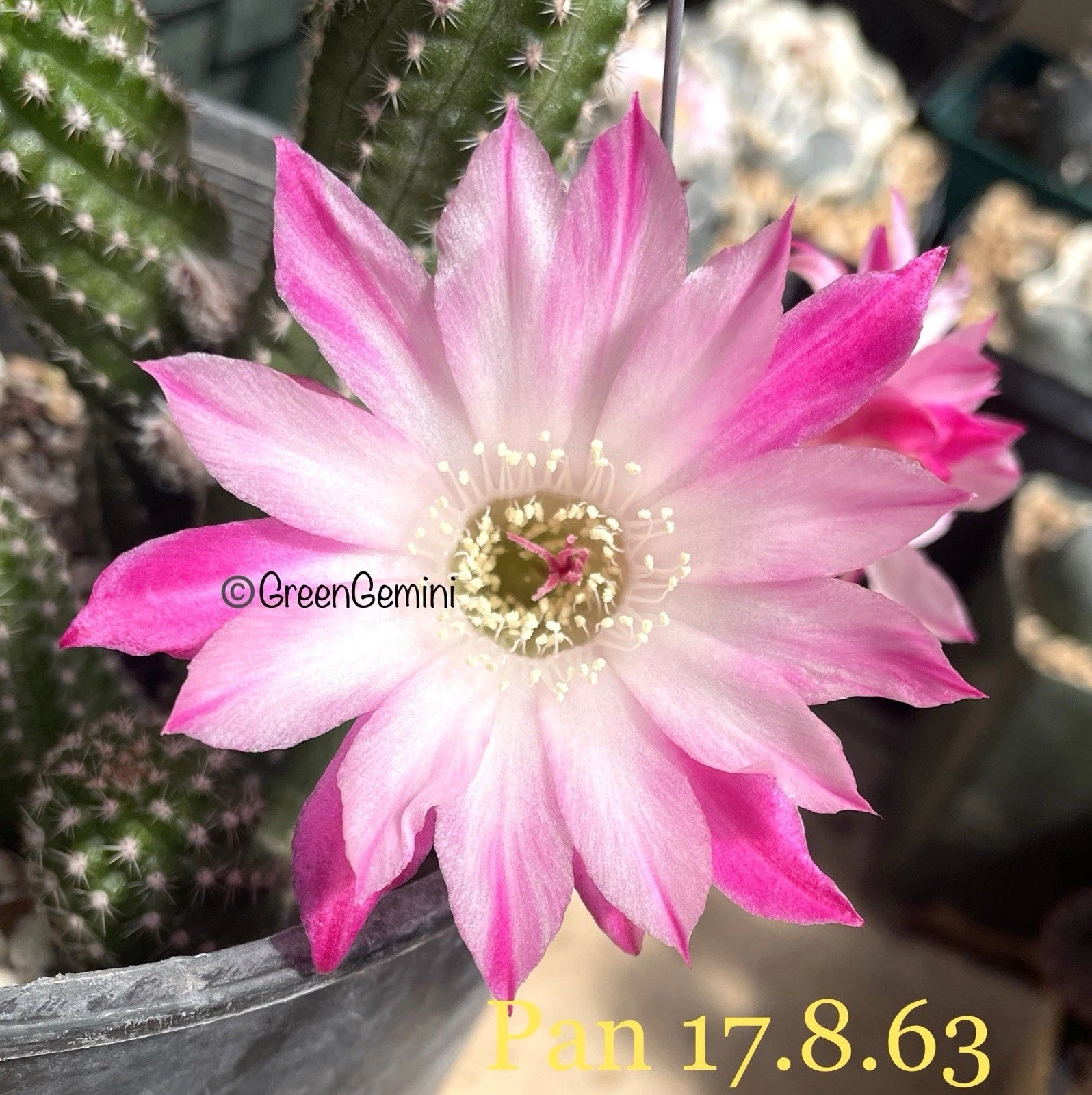 Rare Peanut Cactus Rooted Plant | Chamaecereus European Hybrid Succulent