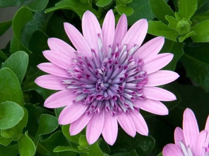 Cape Daisy Seeds - 50+ Purple & Pink - Dimorphotheca Sinuata - Garden Planting - USA - Free Shipping