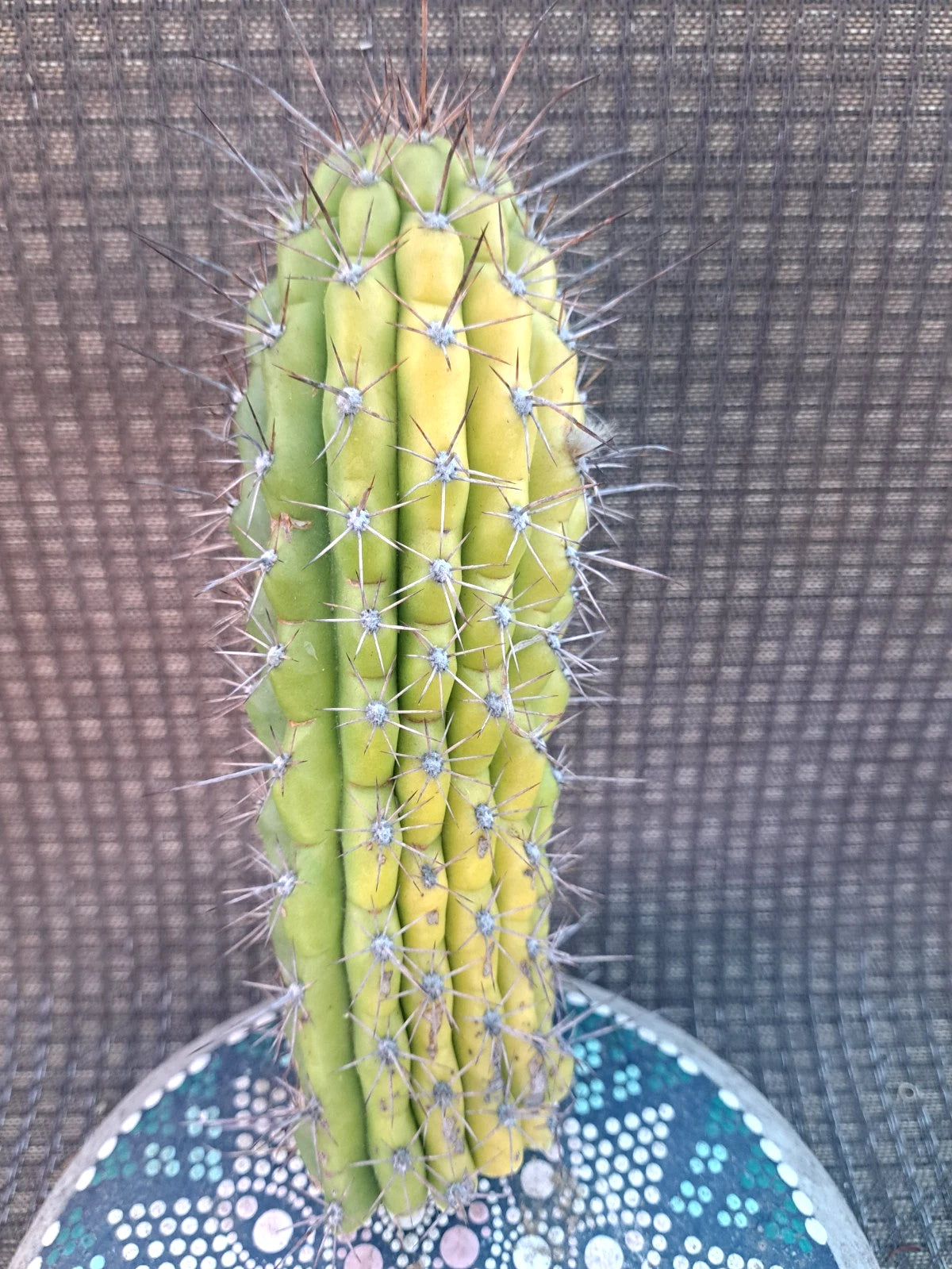 Cereus Thelegonus Cactus Cutting 7.5" - Unique Succulent Plant for Home Decor, Indoor Garden, or Cactus Collection
