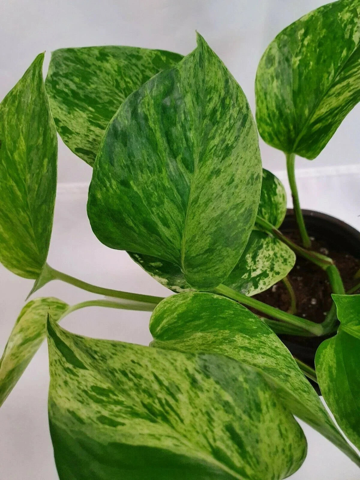 Air Purifier Marble Queen Pothos Plant, 4 in Pot, Variegated Epipremnum aureum, Indoor Houseplant, Air Purifying Foliage