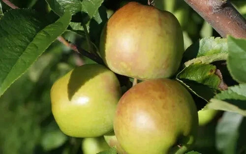 Newtown Pippin Apple Seeds - 25+ Seeds for Garden Planting - Malus domestica - USA