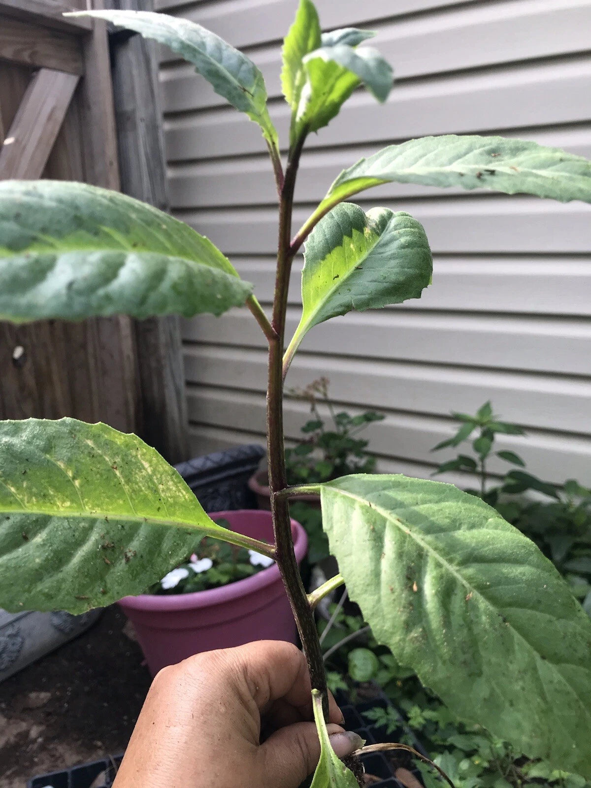 African Bitter Leaf Plant - Live Starter - Vernonia amygdalina - Medicinal for Diabetes - Herbal Garden Starter
