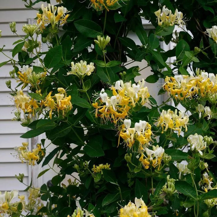 honeysuckle plant seeds Japanese Honeysuckle Seeds - 20 Pack - Lonicera japonica