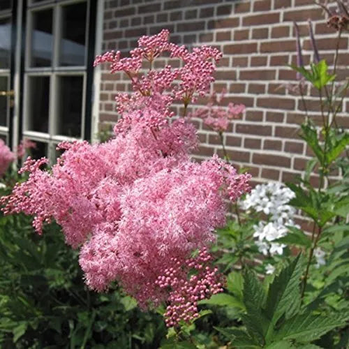 rare wildflower seeds Rare Queen of The Prairie Seeds - 15 Seeds - Filipendula rubra