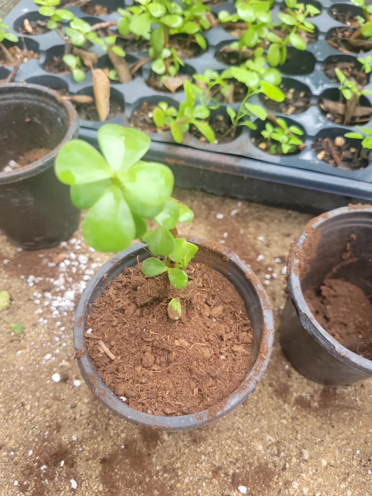 Elephant Bush Jade Plant 2" Green Rooted Portulacaria afra