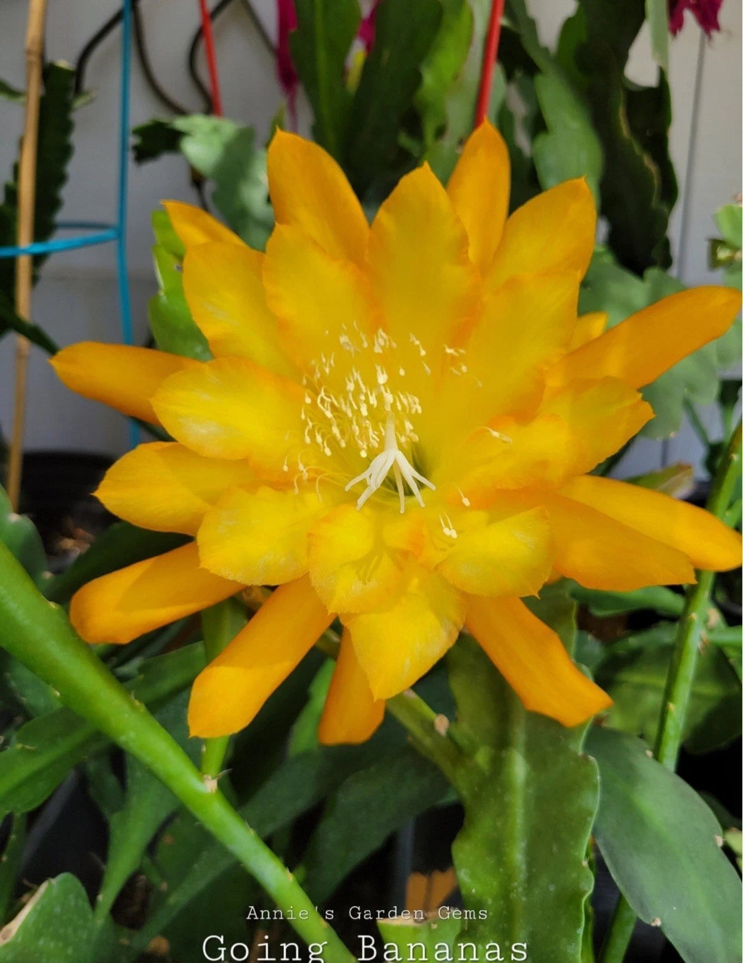 Epiphyllum Going Bananas Orchid Cactus - 4 Inch Pot - Well Rooted
