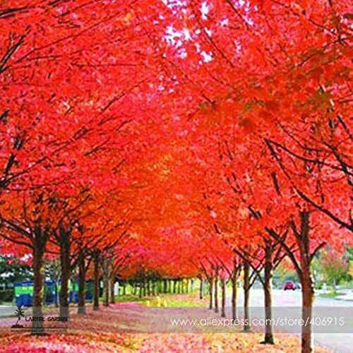 aliexpress plant seeds Japanese Red Maple Tree Seeds - 30 Professional Pack - Acer palmatum