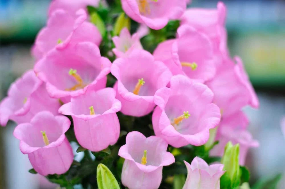 50 Pink Bellflower Seeds for Planting - Campanula Medium - Perennial Garden Flowers