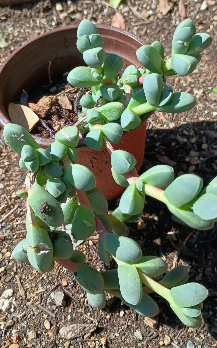 Ice Plant Succulent 4-6 inch Live Rooted Corpuscularia lehmannii Green Foliage