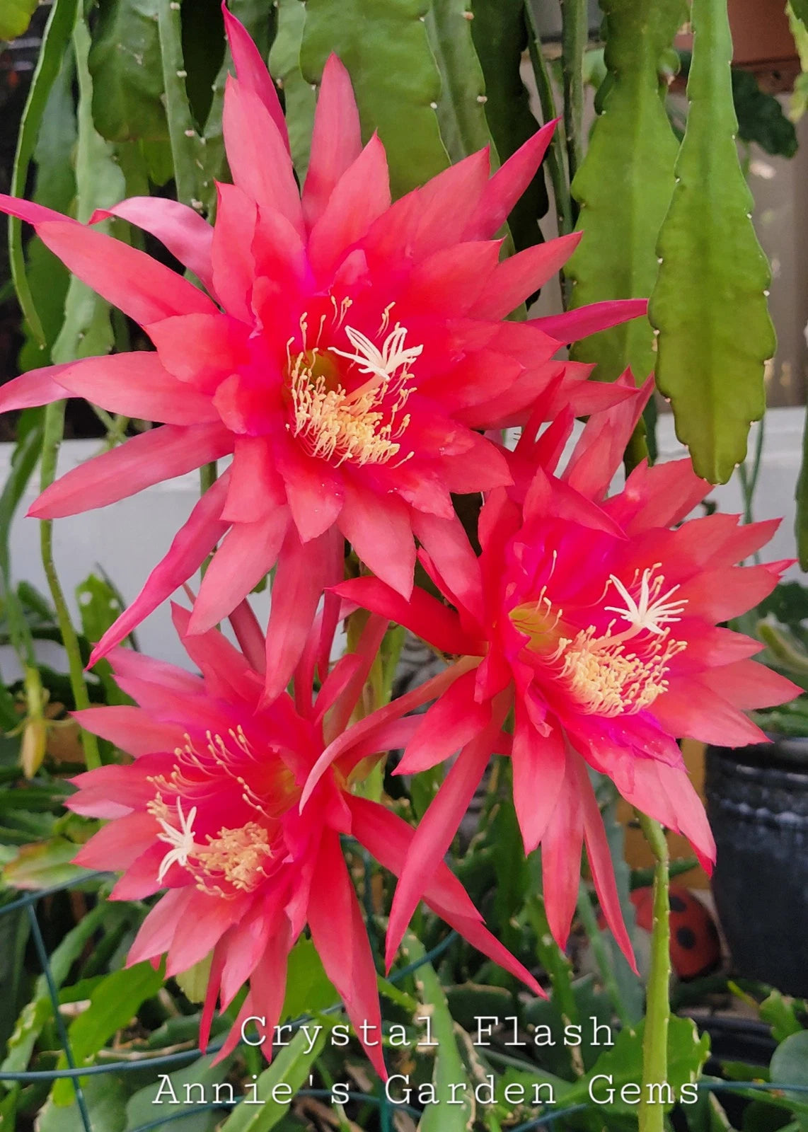Epiphyllum Crystal Flash Orchid Cactus 4 Inch Pot