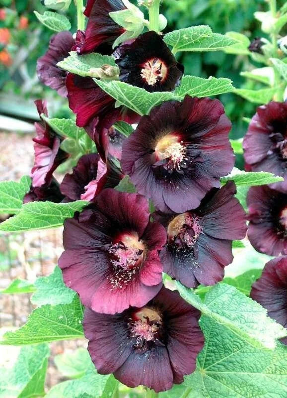 planting hollyhock seeds in the fall Hollyhock Seeds – 50 Non-GMO Deep Red Black Alcea Rosea – Spring or Fall  Planting – Jayme Garden