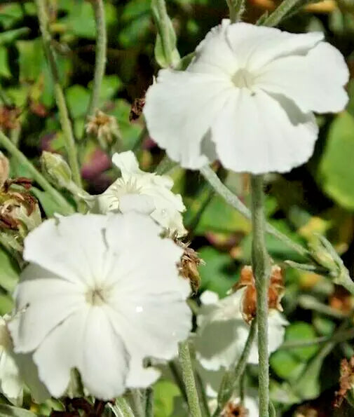 White Rose Campion Seeds, 100 Count, Fuzzy White Leaves, Lychnis Coron   Jayme Garden
