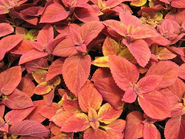 Coleus Seeds - Wizard Sunset Variety - 40 Fresh Seeds - Colorful Foliage - Ideal for Gardens & Containers - Free Shipping