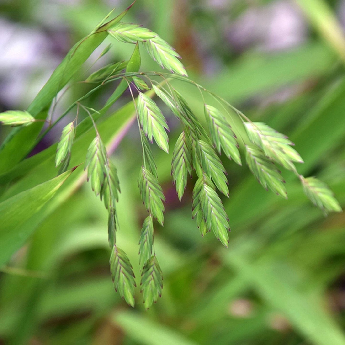 Northern Sea Oat Seeds, 30 Seeds, Ornamental Perennial, Chasmanthium latifolium