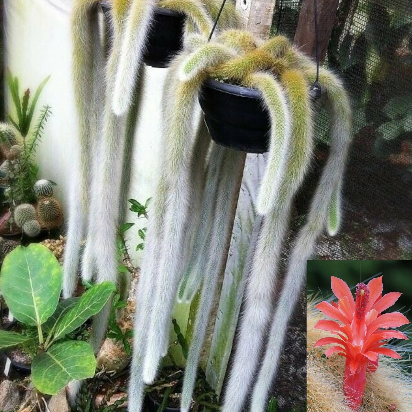 Monkey Tail Cactus Plant - Hildewintera colademononis
