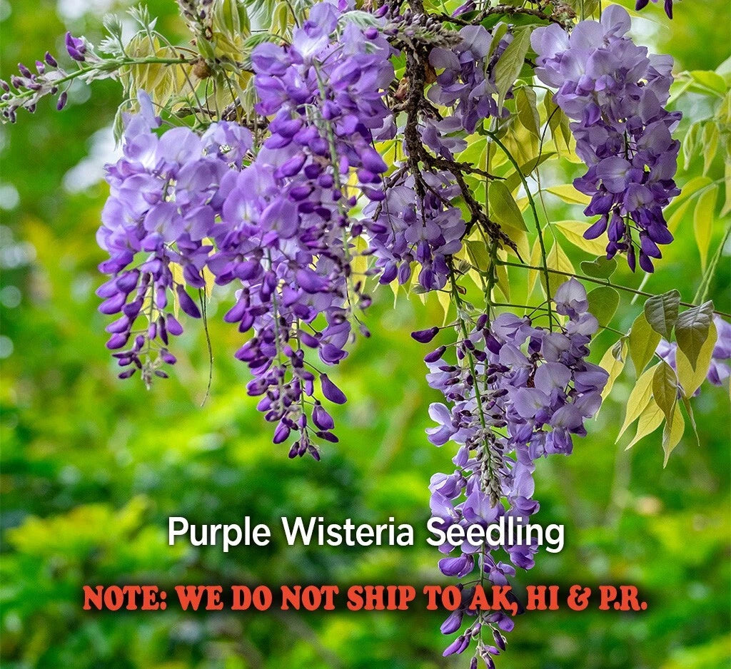 Purple Wisteria Live Plant Seedling in 2.5