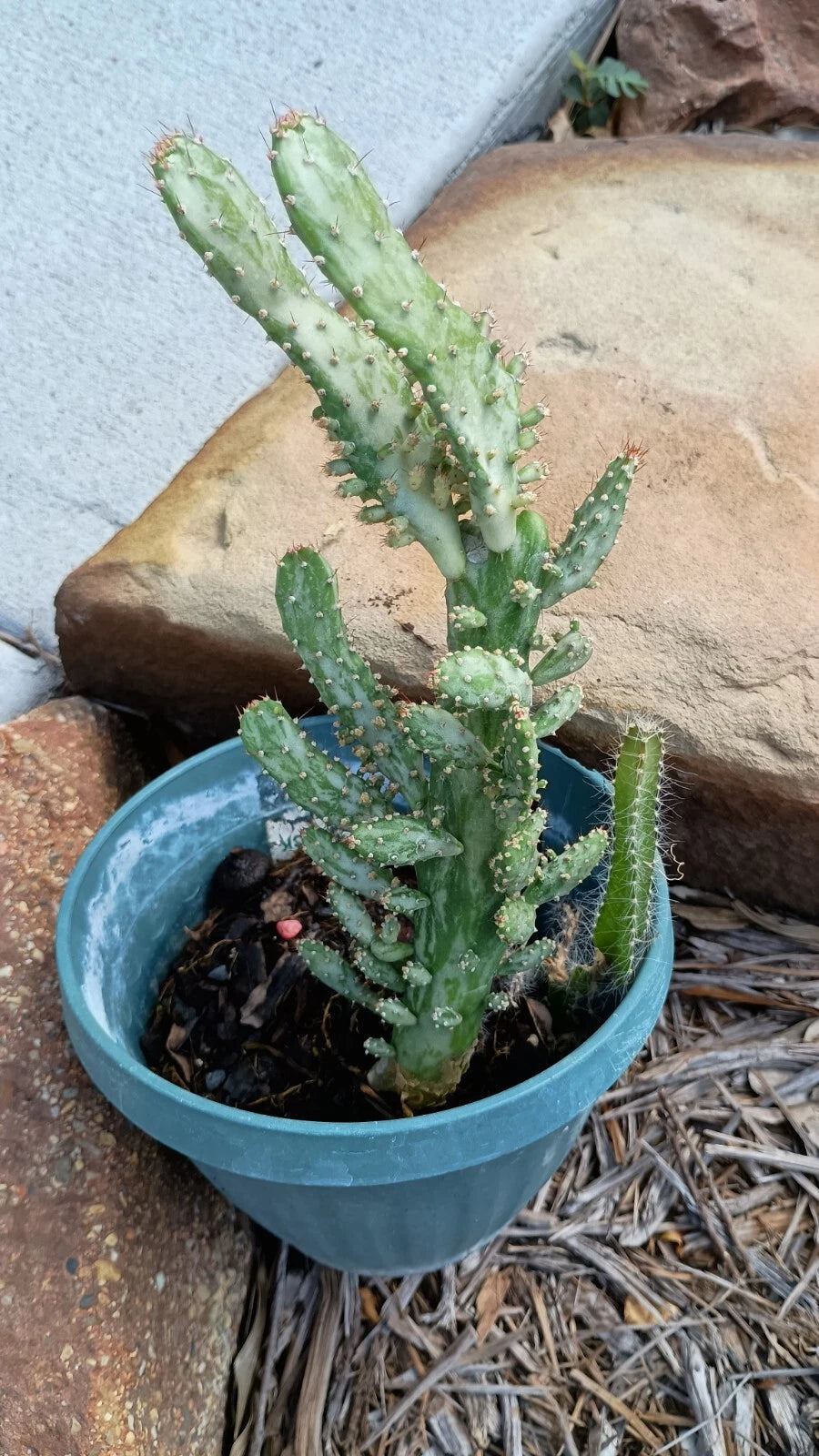 Variegated Joseph's Coat Cactus 4-6