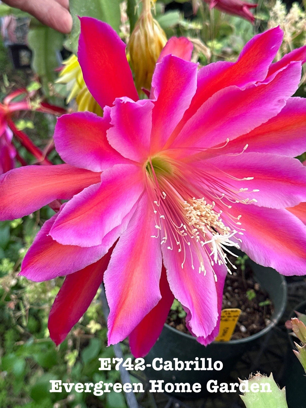 Epiphyllum Orchid Cactus Plant 
