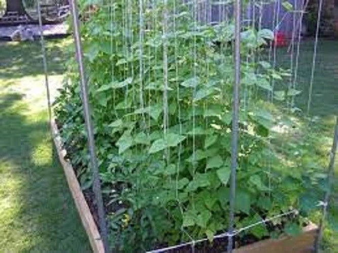 Kentucky Wonder Pole Bean Seeds - Fresh Heirloom Variety - Popular Climbing Bean (Phaseolus vulgaris)