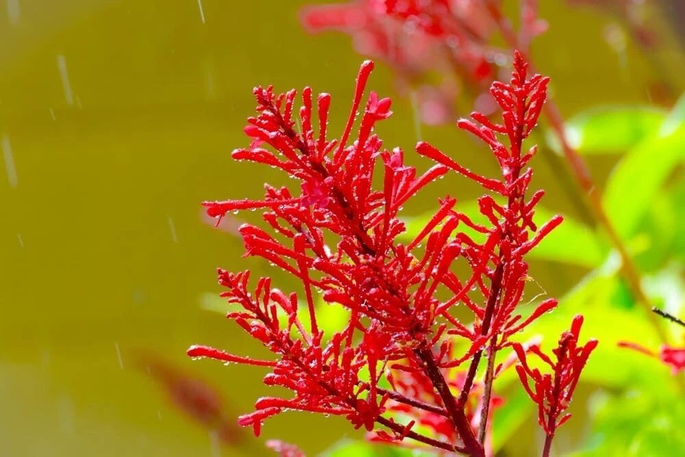 Chilean Fire Bush Seeds - 20 Pack - Embothrium coccineum - Vibrant Red Flowers - Hardy Perennial